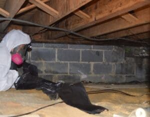 Crawl Space Mold Removal