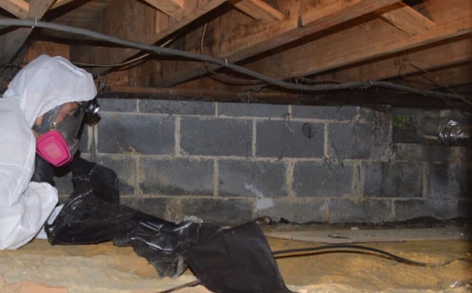 Crawl Space Mold Removal
