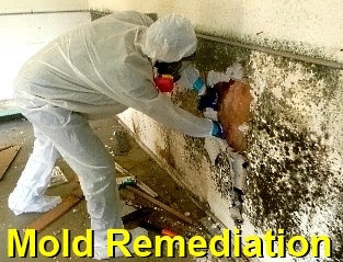mold remediation & removal services